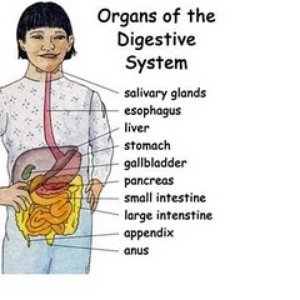 organs. jpg