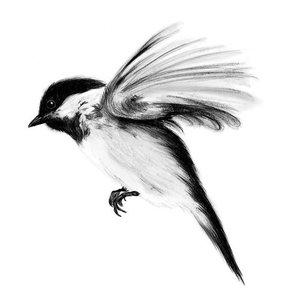 Chickadee 的头像