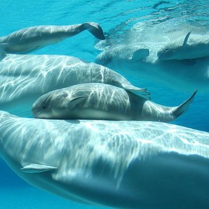 Beluga Whales Profile Picture