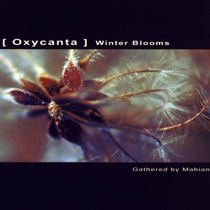 Oxycanta - Winter Blooms