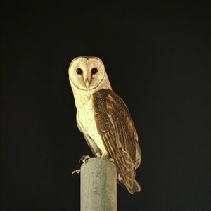 Cú