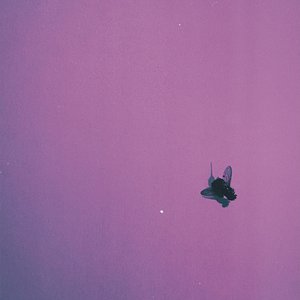 Flyonthewall - Single