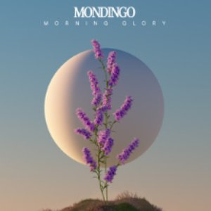 Morning Glory