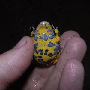 Volcanic Tattooed Toads