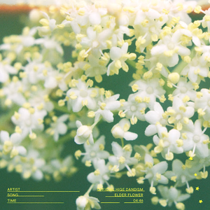 Artwork for Elderflower