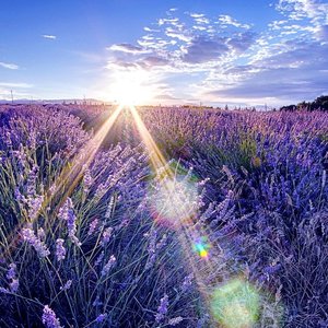 Lavendaer 的头像