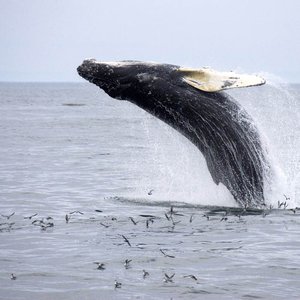 Humpback Whales Profile Picture