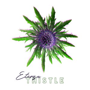 Thistle