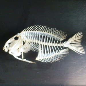 Avatar for Missilefish