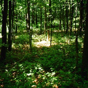 Schilderwald
