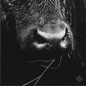 Graça のアバター