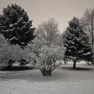 Monoisms: Winter Reflections
