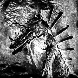 Image for 'Archosaur'