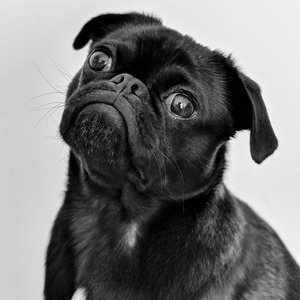 Music for Dog's Ear 的头像