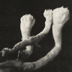 Unterhaltungen mit Larven und Überresten