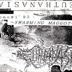 Swarming Maggot