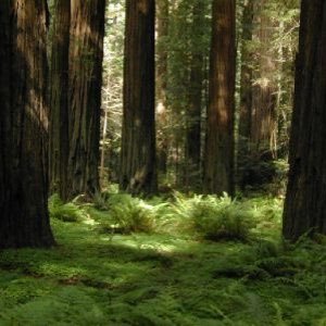 Redwood Empire