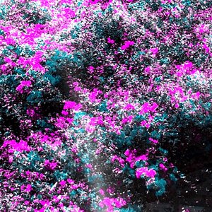 Mostly Lucid