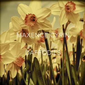 Daffodils