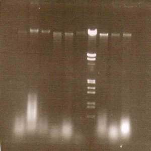 Synthetic Hybridization