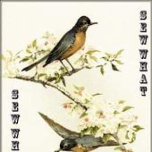 sew what 的头像