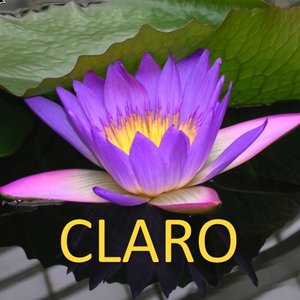 “CLARO: Ferdi's Secret Hits”的封面