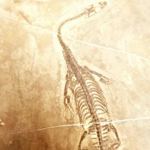 Fossil
