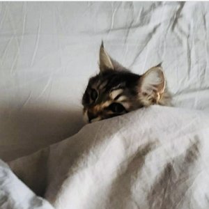 drmycat 的头像