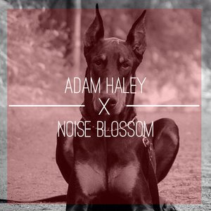 Avatar for Adam Haley x Noise Blossom