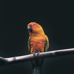 Anis Kembang Bird