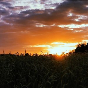 Kto Nie Ryzykuje Ten Nie Je Kukurydzy Pastewnej - Single