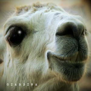 Giardina