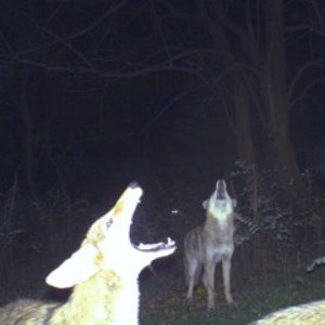 the light that failed