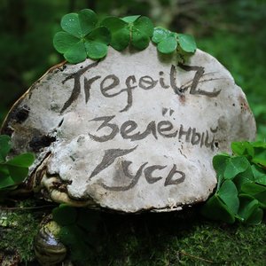 Зелёный гусь