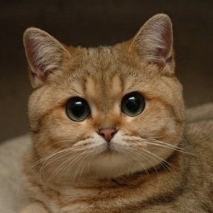 Котейка 的头像