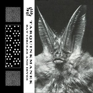 Bat Circles And Dives