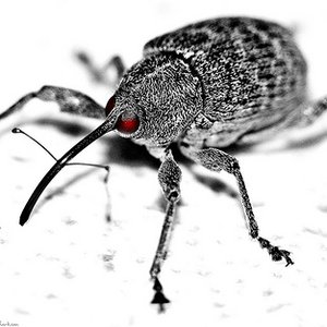 Avatar for Evil Weevil