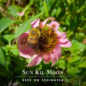 Bees on Echinacea - Single