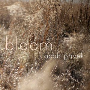 Bloom