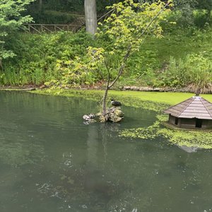 duckpond