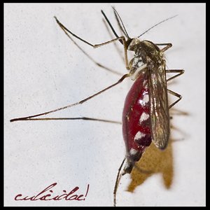 Imagen de 'Culicidae'