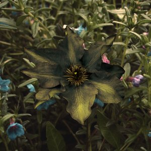 Overgrowing 的头像