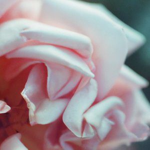 Garden - Single