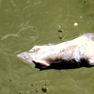 Avatar für Trümmerratten