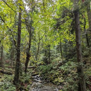 Woodland Meditation 的头像