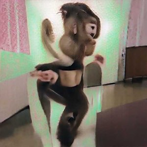 Dance Monkey