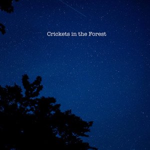 Crickets in the Forest