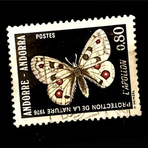 Witte Vlinder