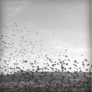 Migration To Nowhere