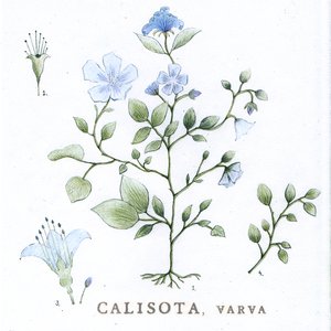 Calisota 的头像